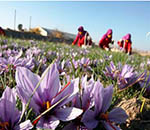 Saffron Cultivation,  Yield on the Increase in  Afghanistan: MAIL
